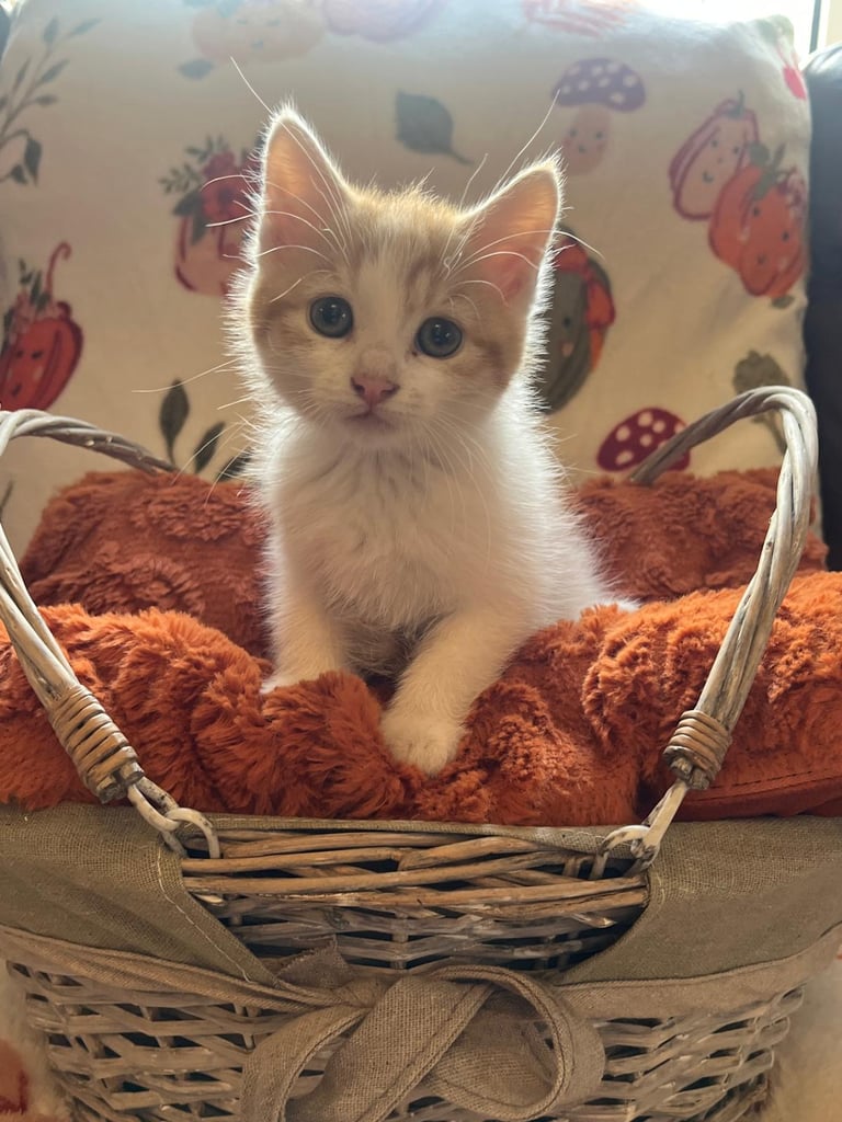 Kittens