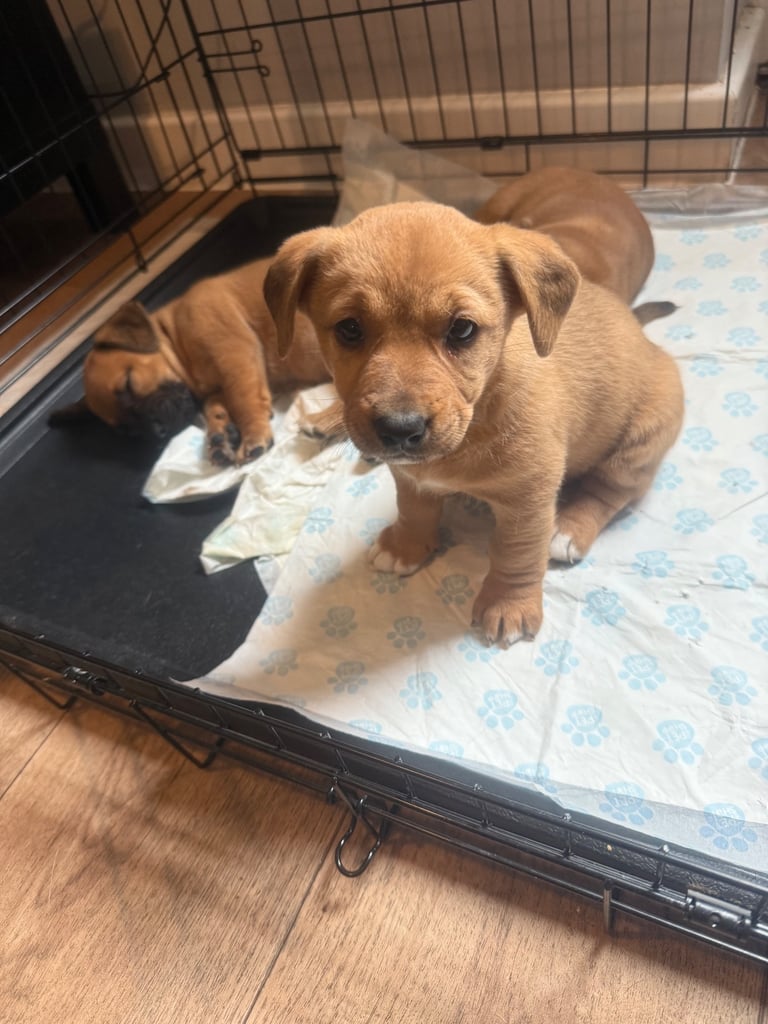 Saluki cross Rottweiler puppies 