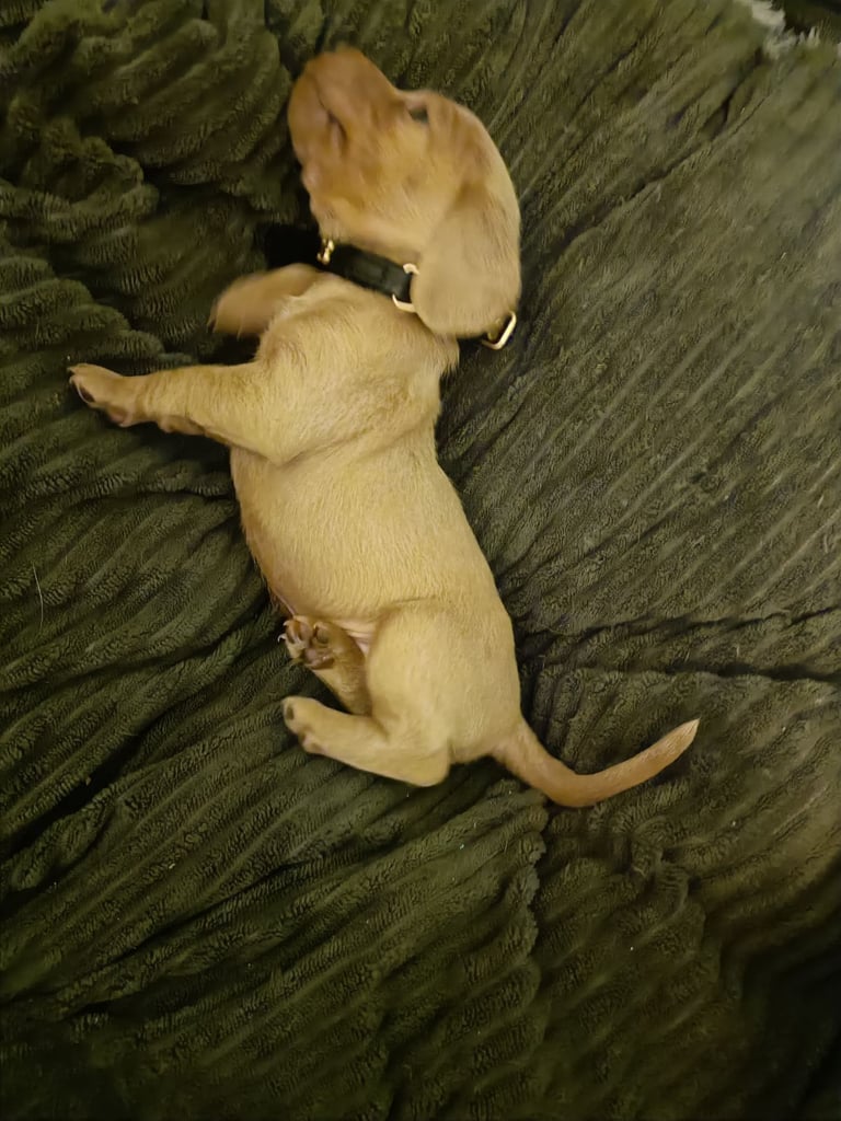 Miniature dachshund puppies 