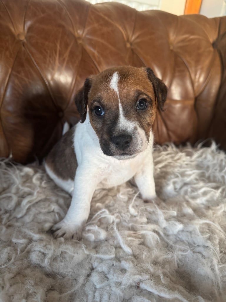 Parsons Terrier (pedigreed)