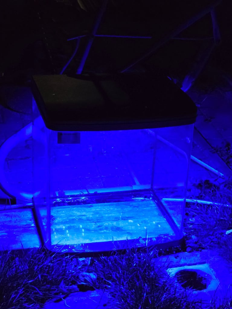 100l aquarium