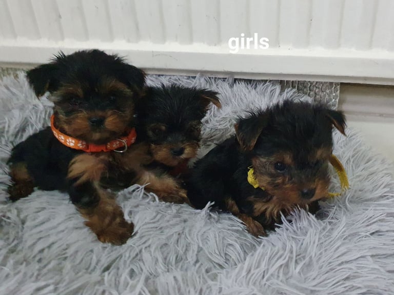 Yorkshire terrier puppies 