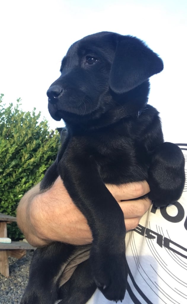 Just 3 females cracking pups left 