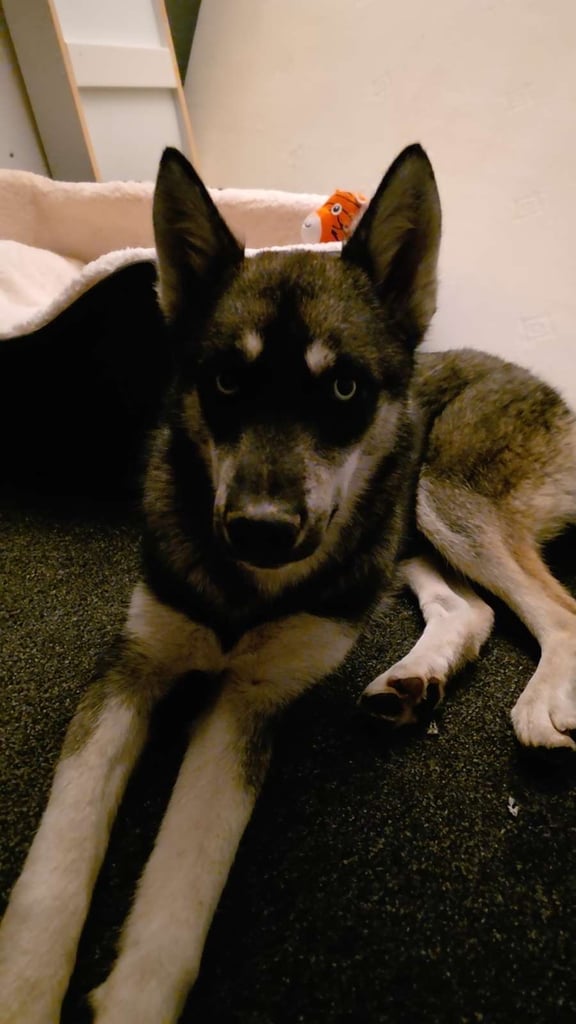 Siberian husky 6 months old