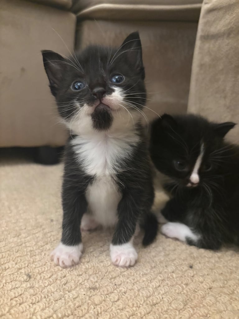 Kittens For Sale. Born, 08/09