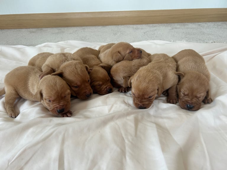 Fox red Labrador
