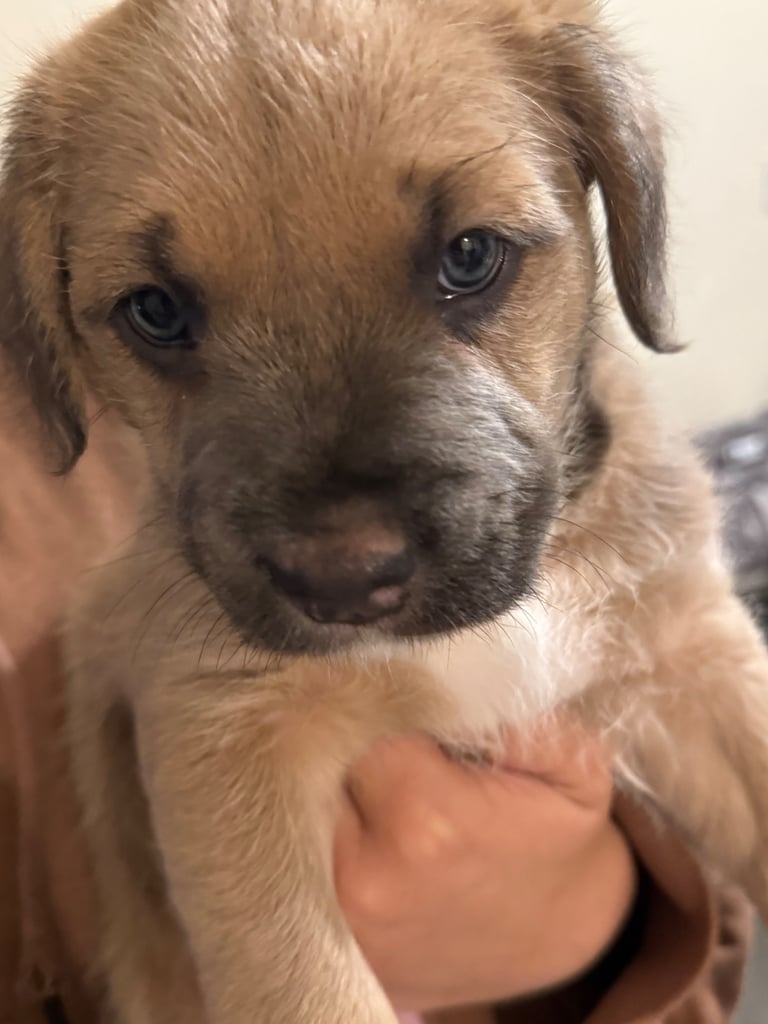 image for 3 mixed breed puppies for sale 