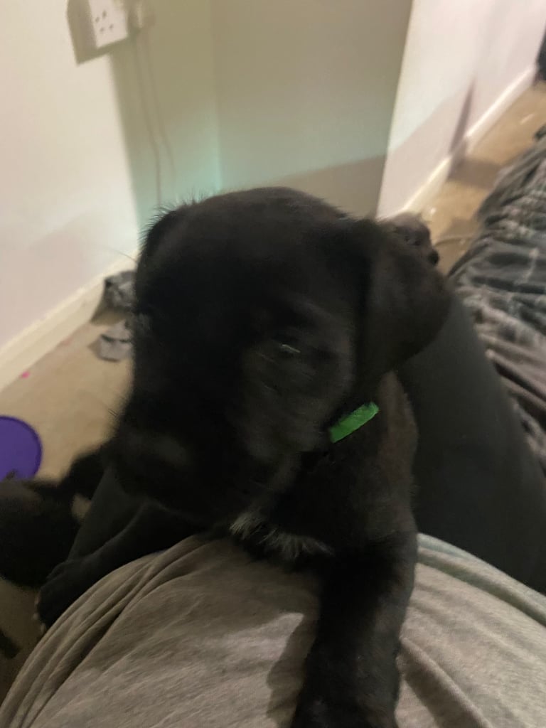 Cane corso x pressa canaro puppy’s 