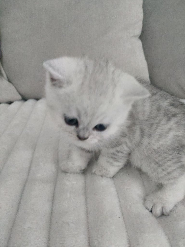 British short hair kittens 