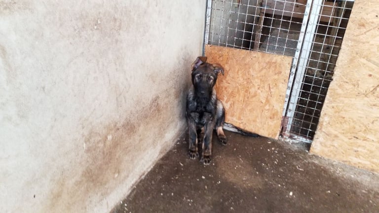 Czech line male German Shepherd pup 