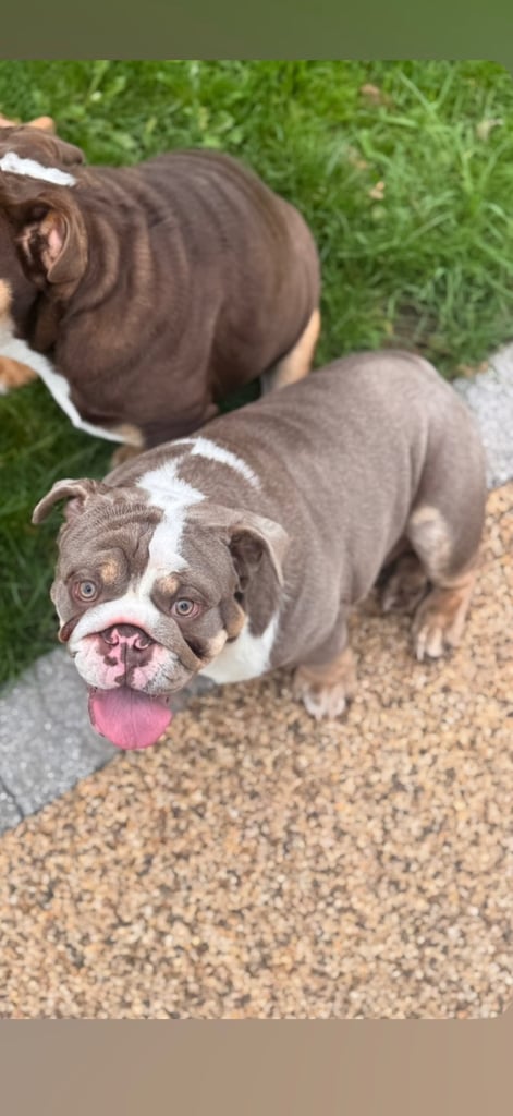 6 month english bull dog 