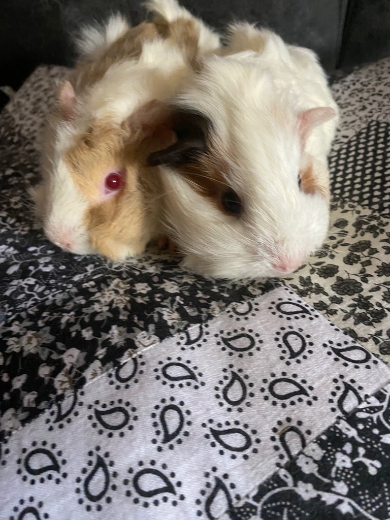 Two bonded boys 