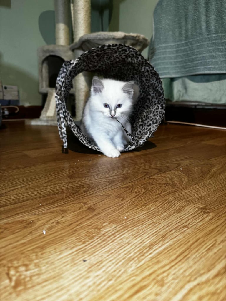 edinburgh female ragdoll kitten