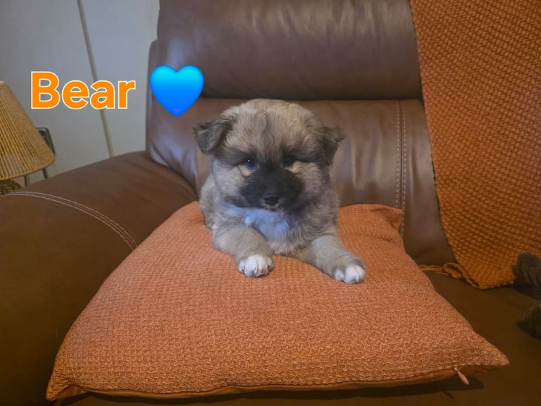 Pomsky F3b **READY 🏡**