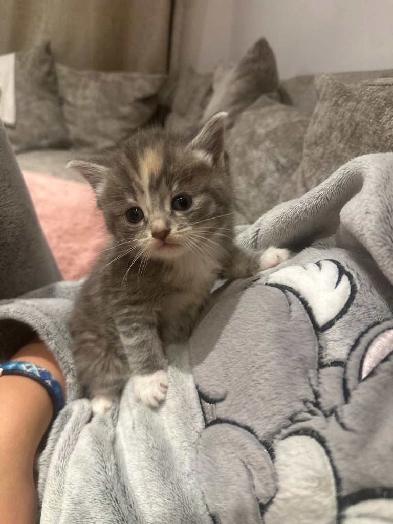 Ragdoll kittens for sale 