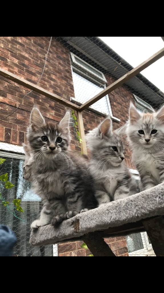 Maine coon kittens ready now