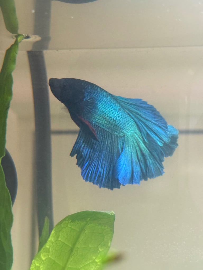 Blue Siamese Fighting Fish 