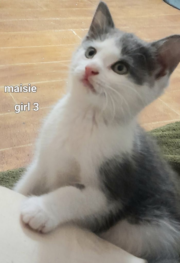  Bi colour white and blue kittens siamese/british shorthair/mix