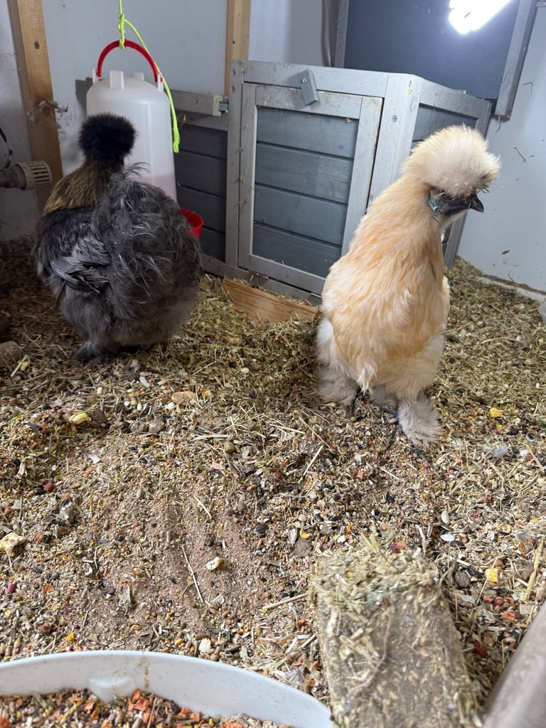 Indoor silkie chickens