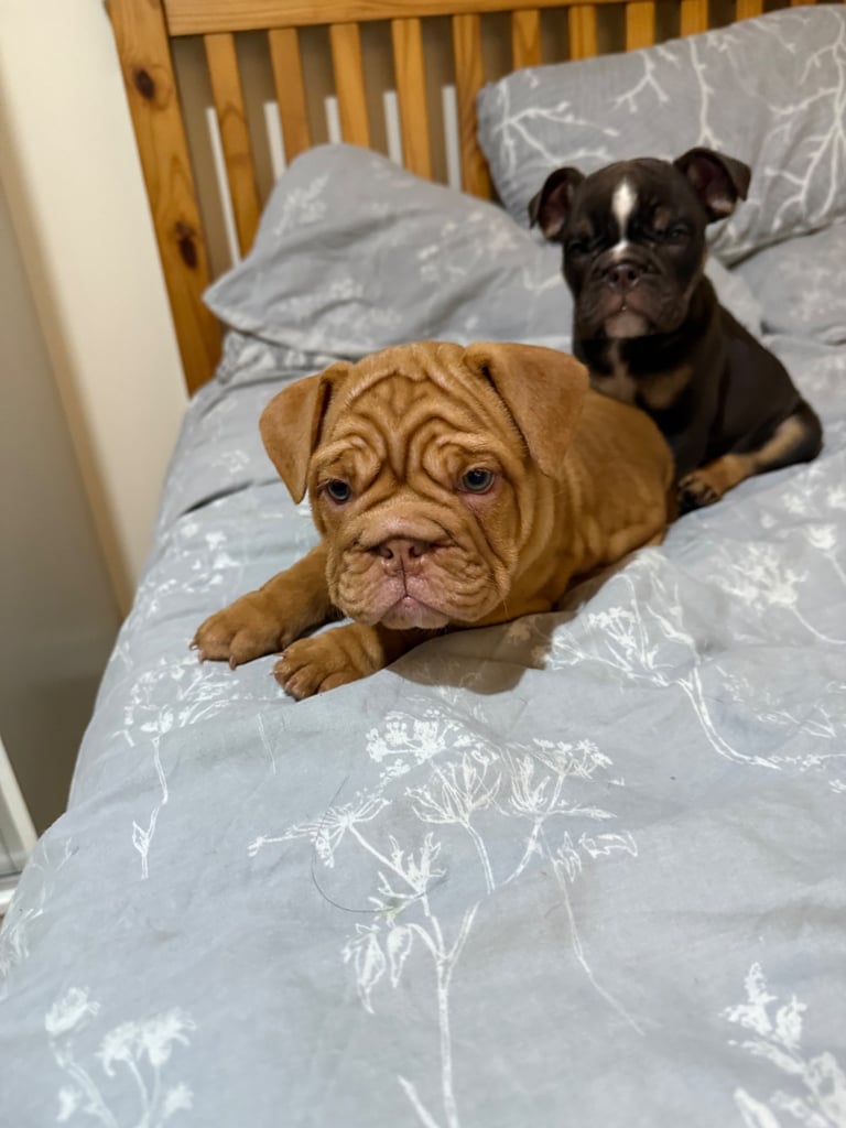 Beautiful Female English Bulldog Puppy 🩷
