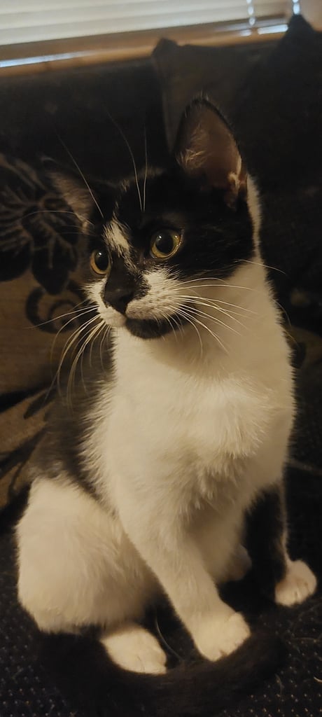 11 week year old kitten