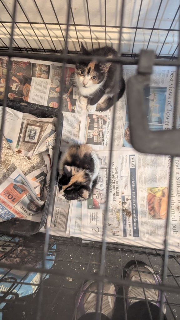 Domestic Ginger  and Ginger/white kittens