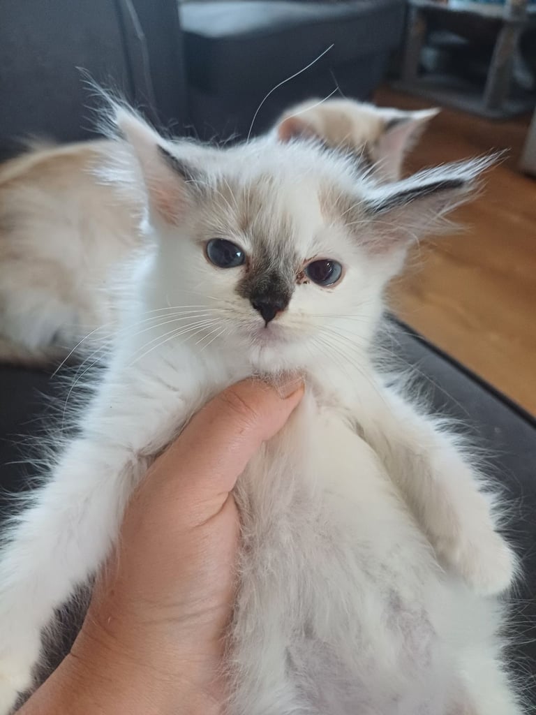 5 gorgeous ragdoll kittens 