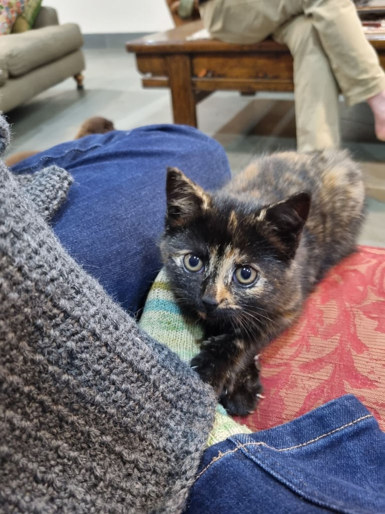 Beautiful, Female, Farm Kitten