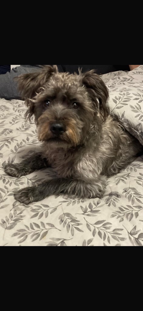 Puppies Lhasa apso/miniature schnauzer little boy 8 weeks old ready for new homes 