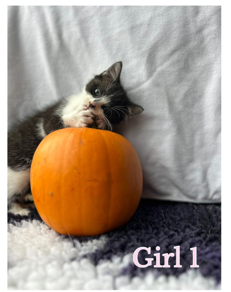 image for Kittens