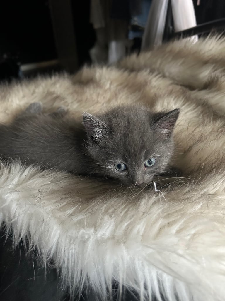 two beautiful kittens