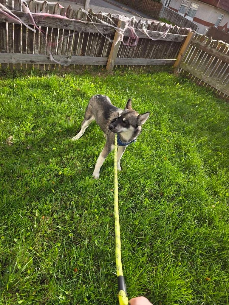 Siberian husky 6 months old