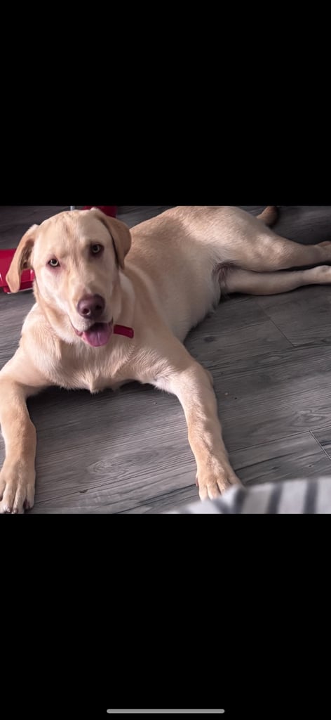image for Golden lab