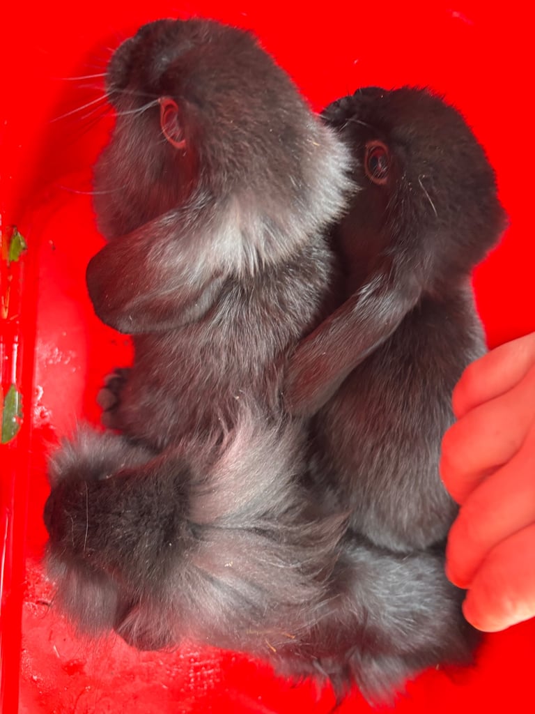 Mini-lop, French lop, lionhead