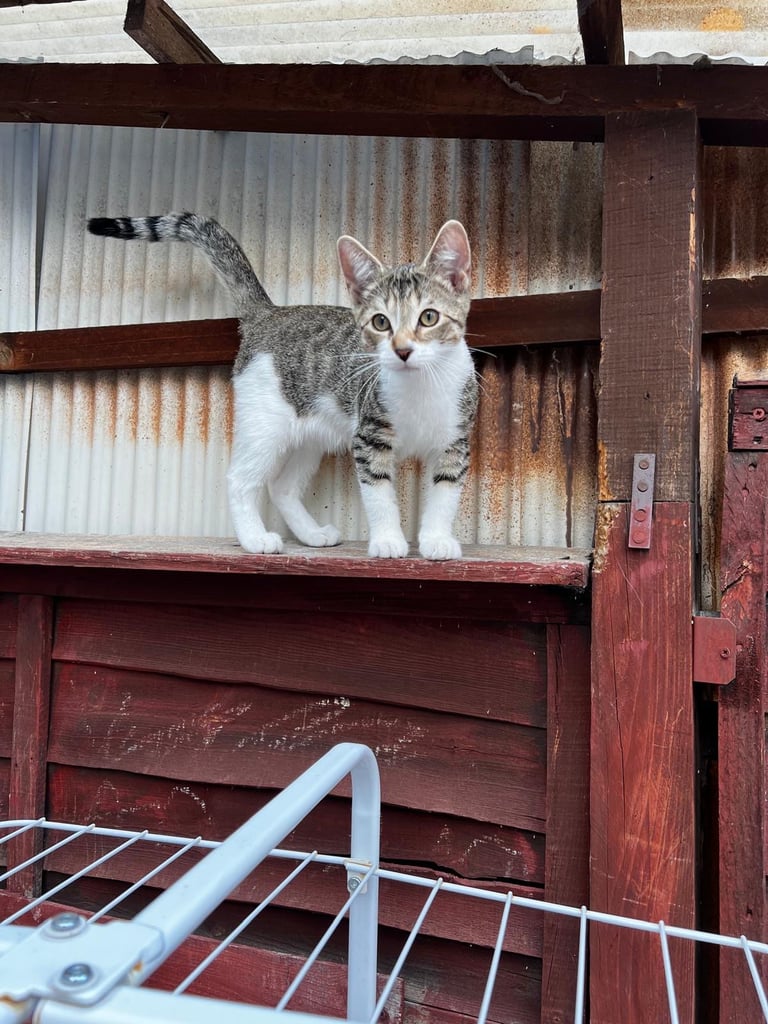 Gorgeous tabby kitten available 