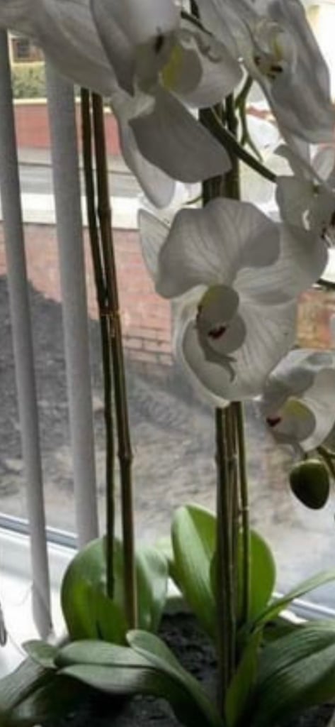 image for Large Orchid