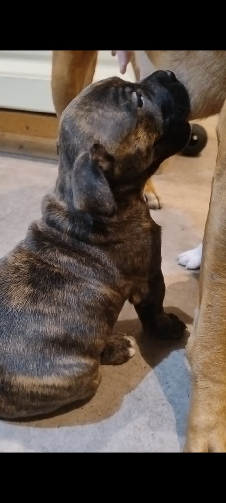 Female SBT pup for sale