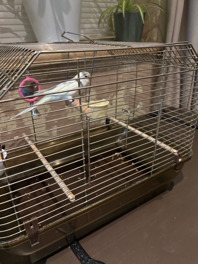 Hand tame budgie & set up 