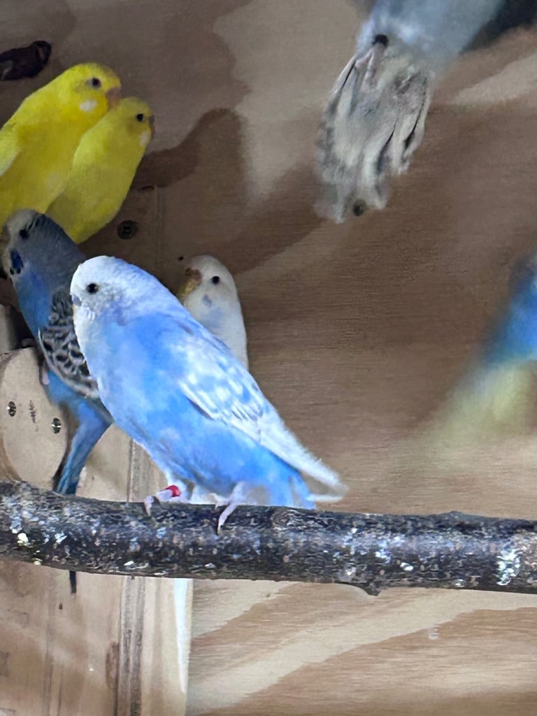 Beautiful baby budgies