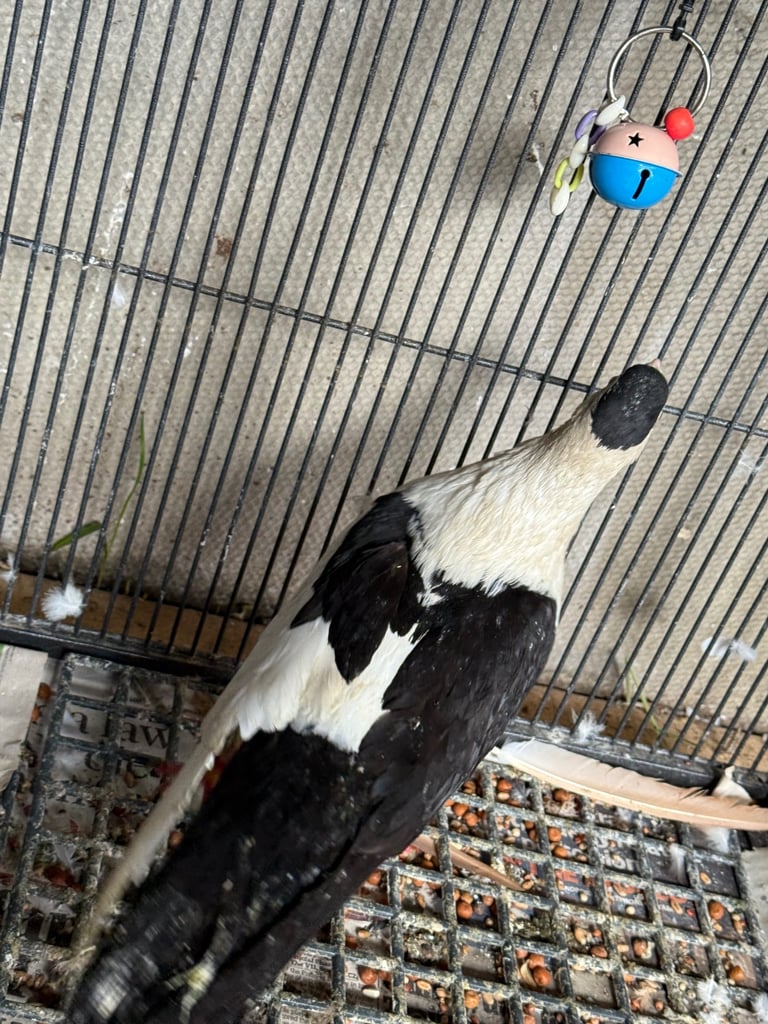 Afghan pigeons 