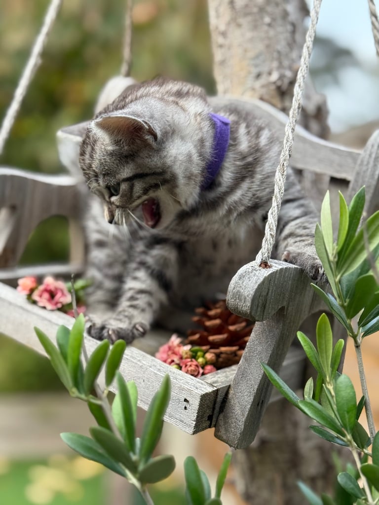 Beautiful Bengal Kittens 