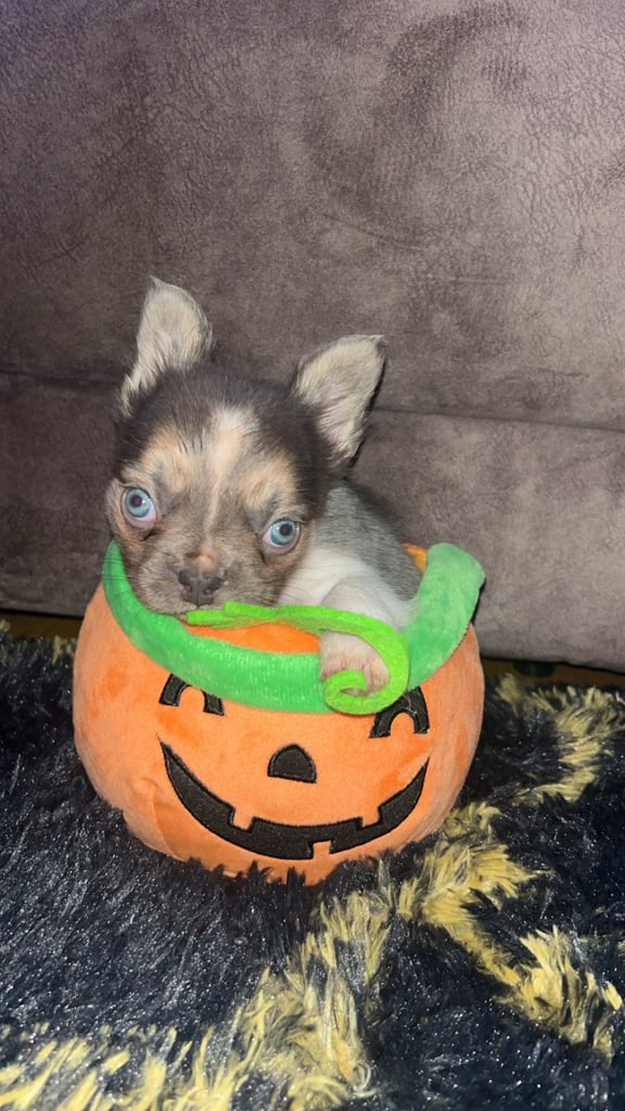 Visual French bulldog puppy 