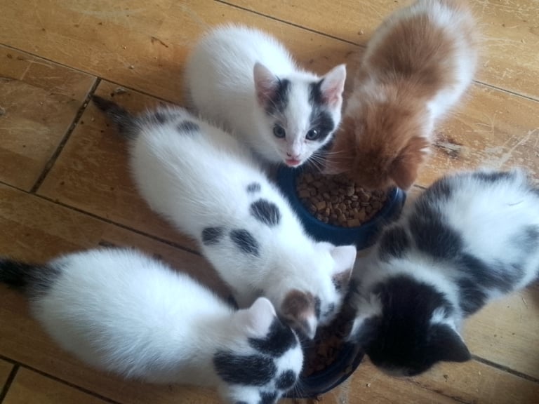 Kittens in Northampton, Northamptonshire | Cats & Kittens for Sale - Gumtree