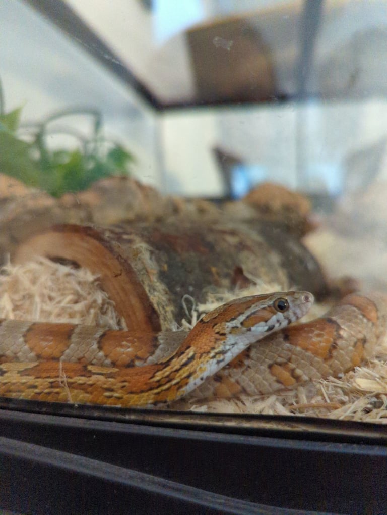 Pure breed corn snake, male