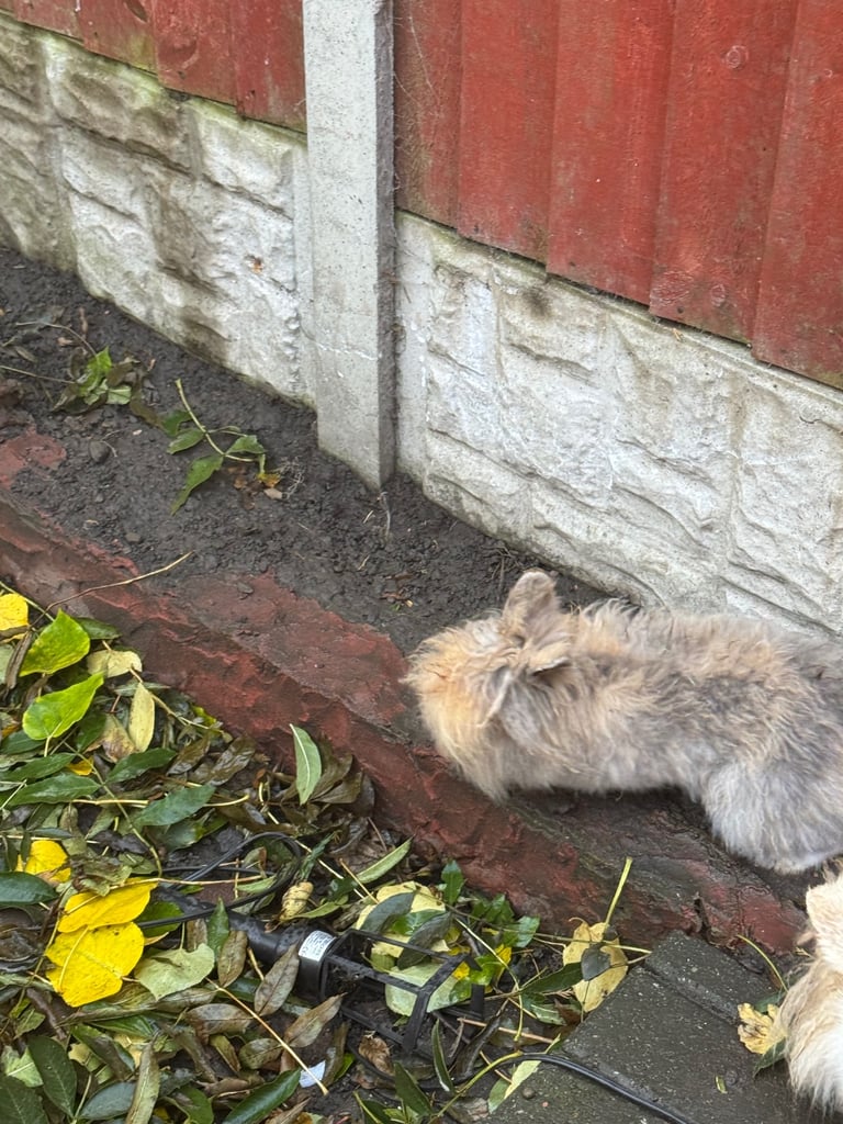 Two male rabbits (father & son) 