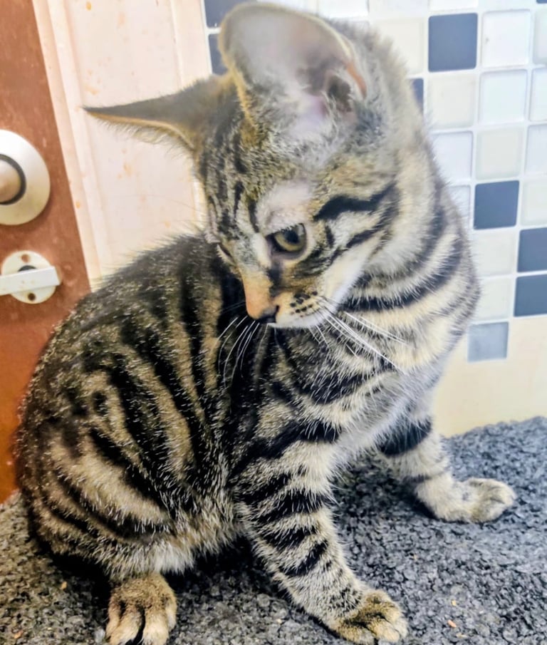 Striped tabby male kitten