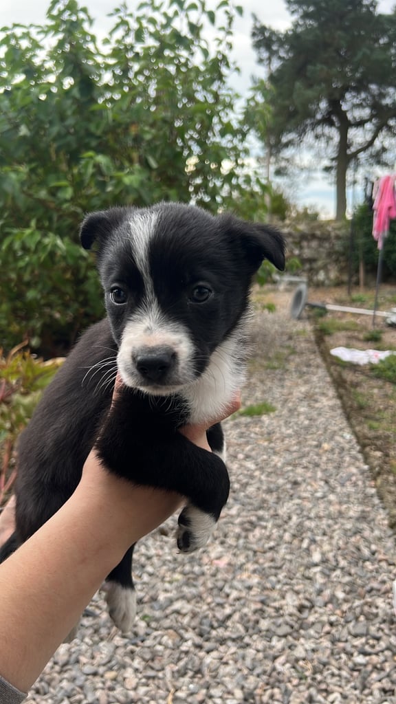 6 Working collie pups