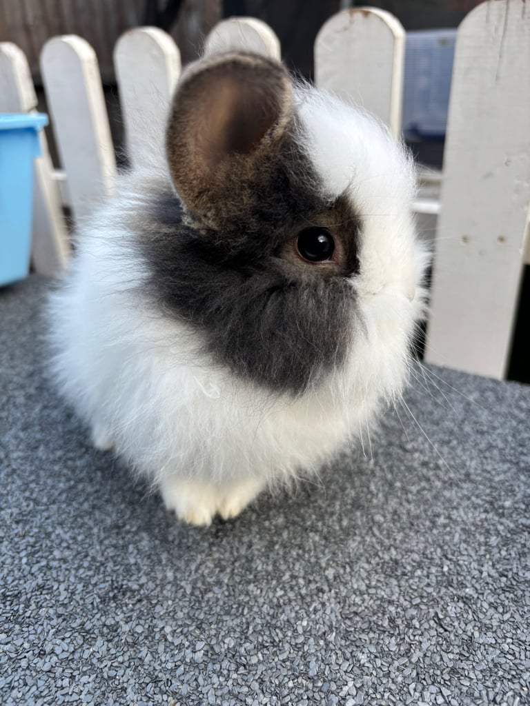 image for Baby lionhead 