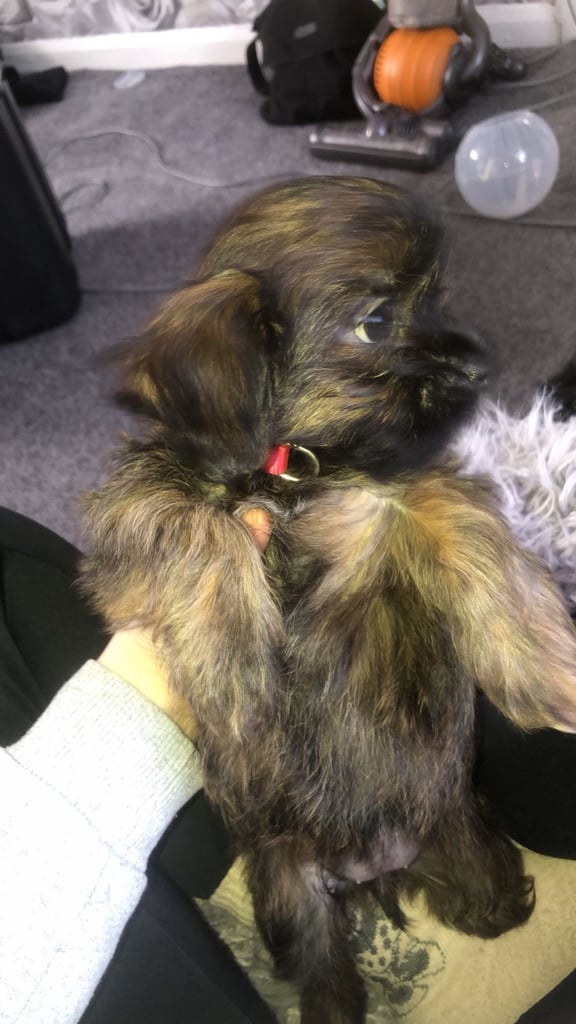 (MISSING, STOLEN) Shih Tzu cross Terrier
