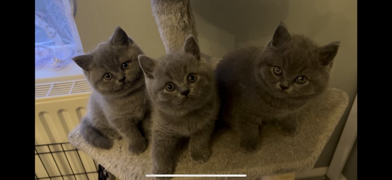British shorthair kittens🩵